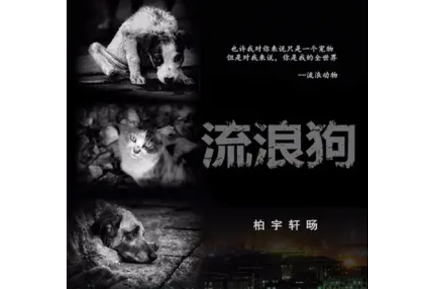 流浪狗(柏宇軒暘演唱歌曲) 流浪狗(柏宇軒暘演唱歌曲)