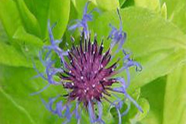 Centaurea montana \x27Gold Bullion\x27