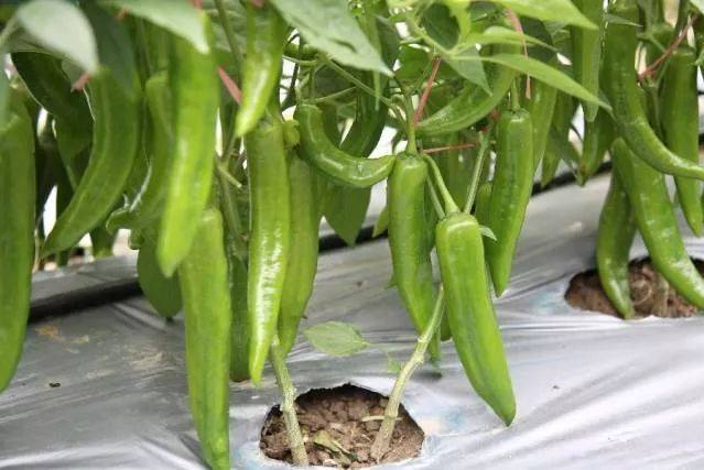優豐8號辣椒(優豐八號) 優豐8號辣椒(優豐八號)