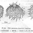 笠蟲 笠蟲
