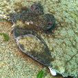 比目魚(大地魚)