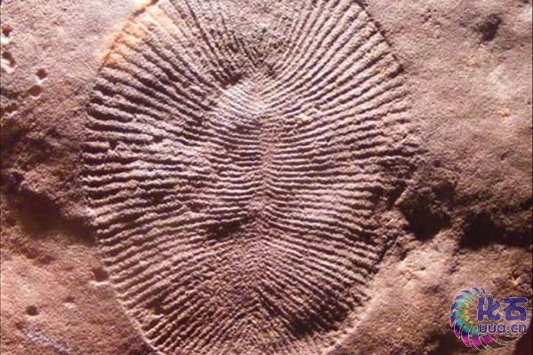 伊迪卡拉生物群化石