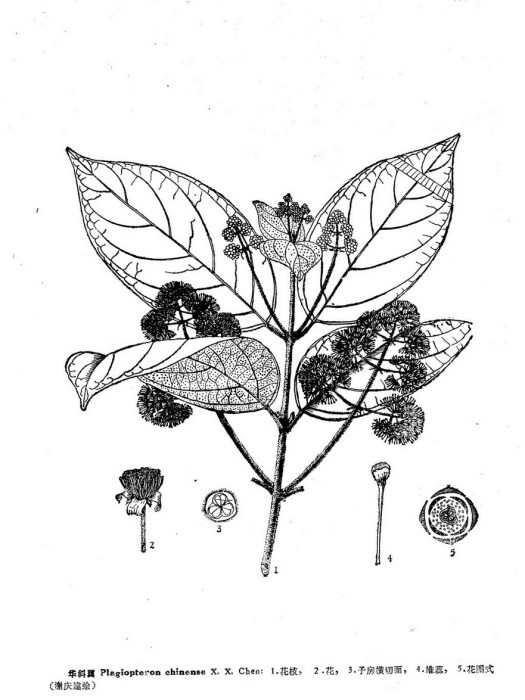 斜翼屬 斜翼屬