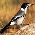 鳴伯勞 鳴伯勞
