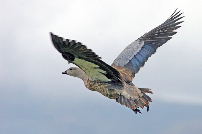 藍翅雁(圖2)