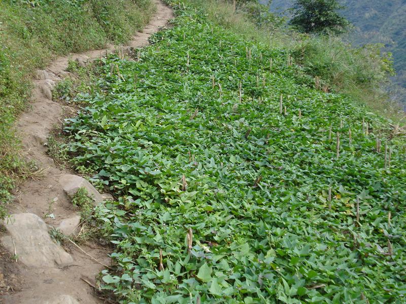 付昂村發展重點-種植業