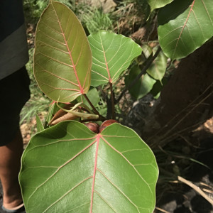 Ficus arnottiana