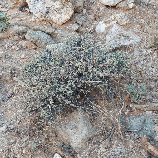 Portulacaria fruticulosa