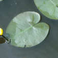 萍逢草 萍逢草