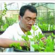 豫花15號 豫花15號