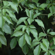 菜豆樹(麒麟紫葳) 菜豆樹(麒麟紫葳)
