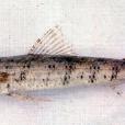 日本裸蜥魚 日本裸蜥魚
