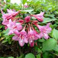 錦帶花(錦帶) 錦帶花(錦帶)