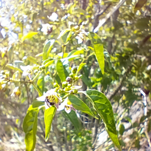 Capsicum tovarii