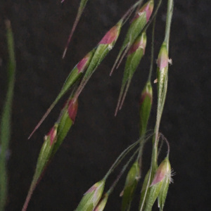 Ehrharta longiflora