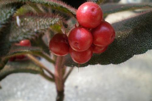 紅虎舌 紅虎舌
