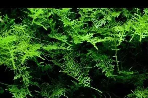 短肋羽蘚 短肋羽蘚
