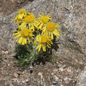Hymenoxys grandiflora