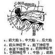 心側體 心側體