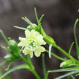 玉山蠅子草 玉山蠅子草
