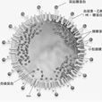 包膜糖蛋白 包膜糖蛋白