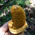 牛卵坨 牛卵坨