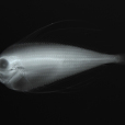 長背魚 長背魚