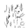 無芒羊茅 無芒羊茅