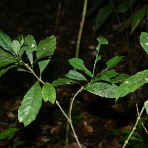 Carapichea adinantha