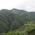 薄竹山 薄竹山