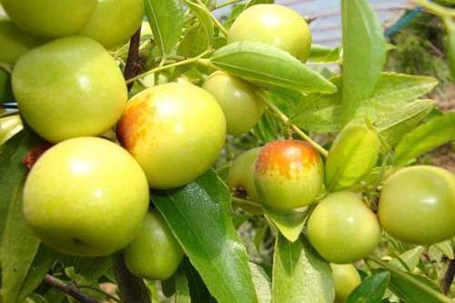 大白鈴棗 大白鈴棗