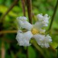小花栝樓 小花栝樓