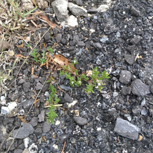 Houstonia palmeri