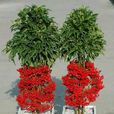 萬兩(植物) 萬兩(植物)