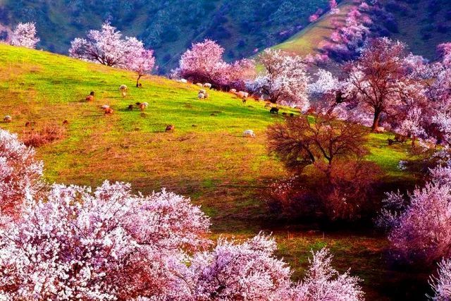 香花山 香花山