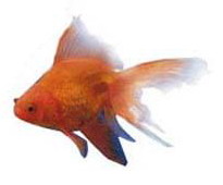 紅文魚