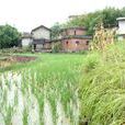 肥田鄉 肥田鄉