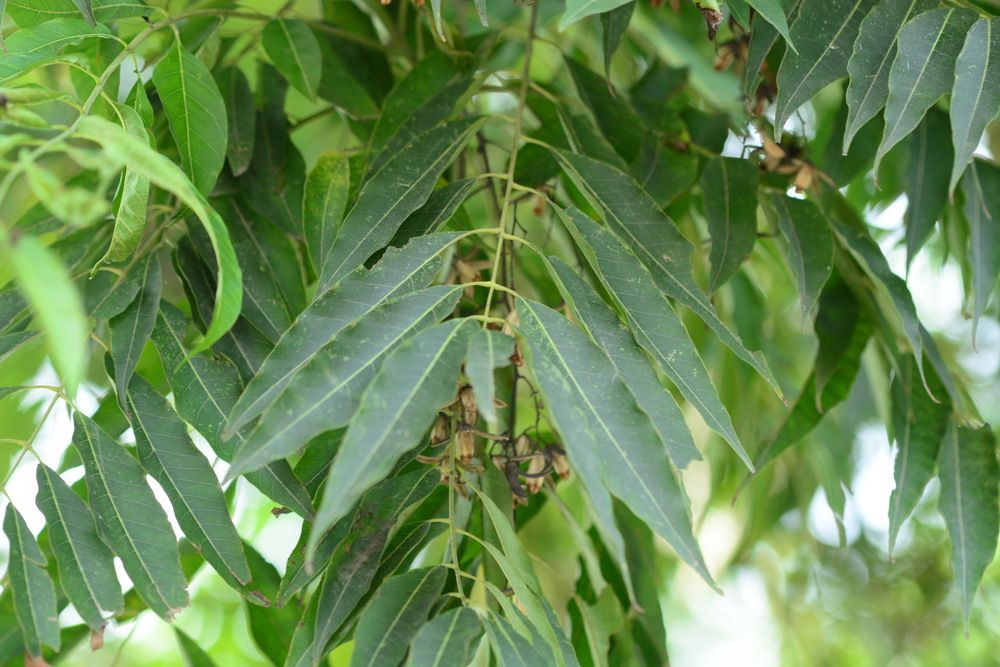 香椿101 香椿101