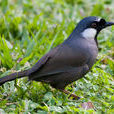黑喉噪鶥(珊瑚鳥) 黑喉噪鶥(珊瑚鳥)