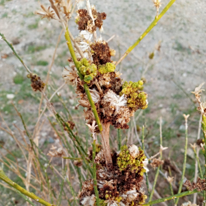 Lepidospartum squamatum