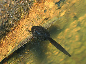 翡翠樹蛙-蝌蚪
