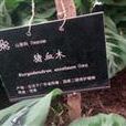 豬血木群體YC01 豬血木群體YC01