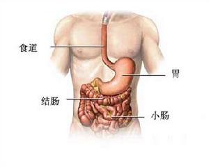 腸胃消化道