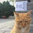 網紅貓 網紅貓