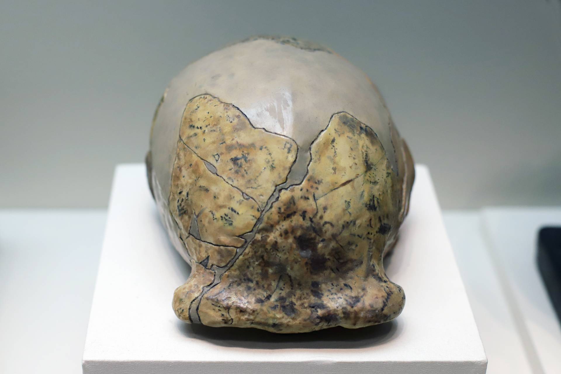 北京人頭蓋骨 舊石器時代早期 複製品