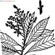 筆羅子(筆羅子) 筆羅子(筆羅子)