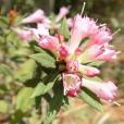 粉紅爆杖花(昆明杜鵑) 粉紅爆杖花(昆明杜鵑)