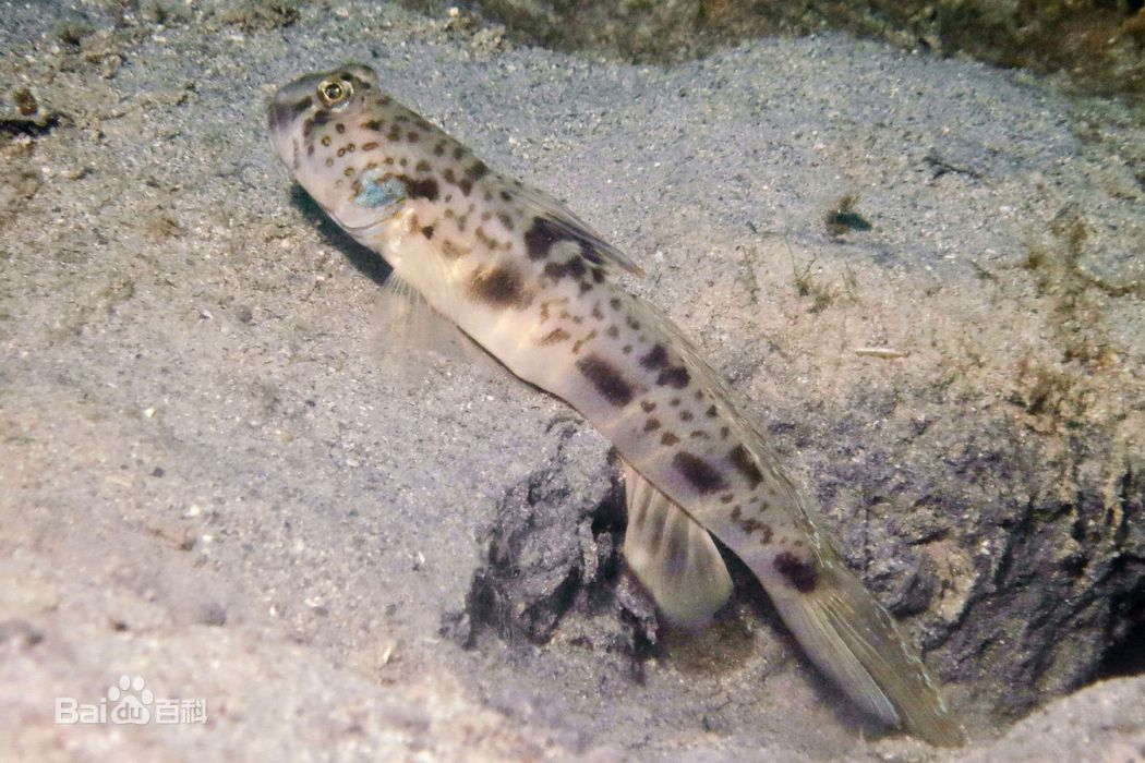 Ocellated shrimpgoby Ocellated shrimpgoby
