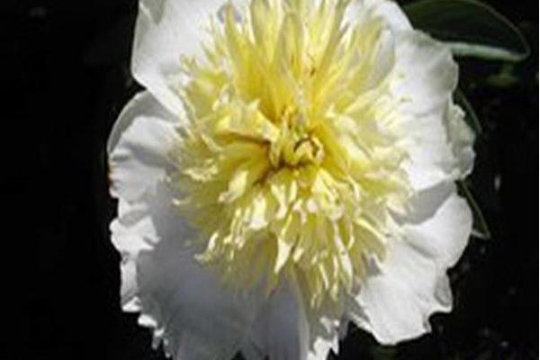 Paeonia lactiflora \x27Cheddar Charm\x27