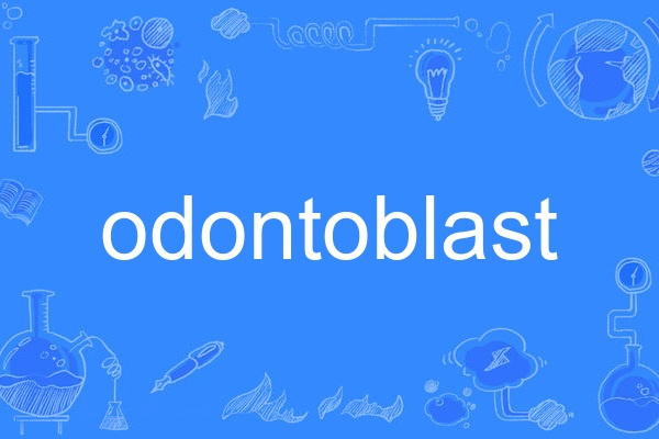 odontoblast odontoblast